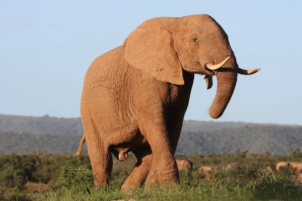 Majestic afrikanska elefanten — Stockfoto