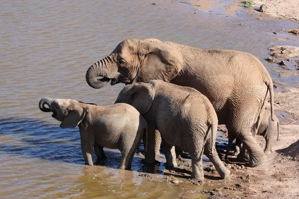 Elefanten trinken am Wasserloch — Stockfoto