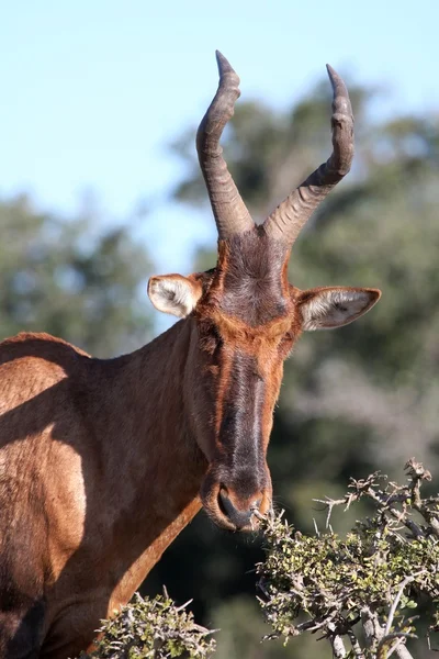 Kırmızı hartebeest antilop — Stok fotoğraf