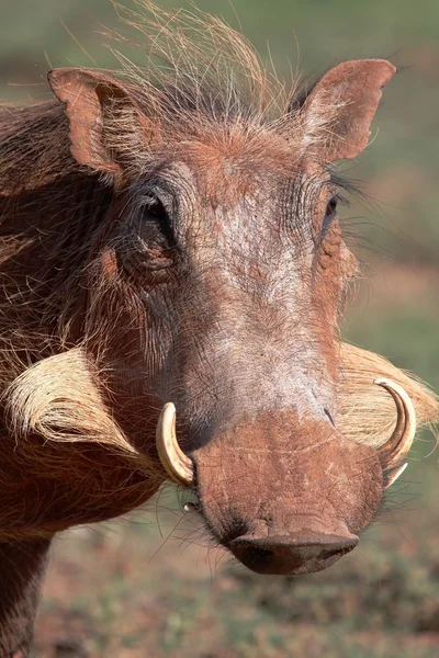 Retrato de Warthog — Foto de Stock