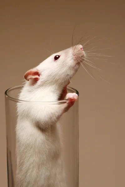 ガラスの白ネズミ — ストック写真