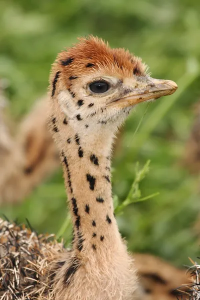 Struisvogel chick portret — Stockfoto