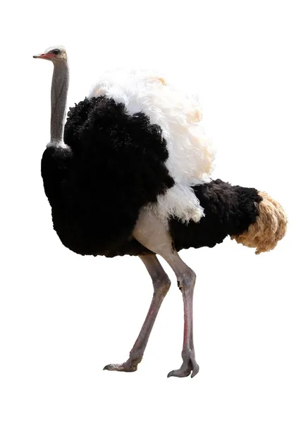 Male Ostrich Isolated — Stock Photo, Image