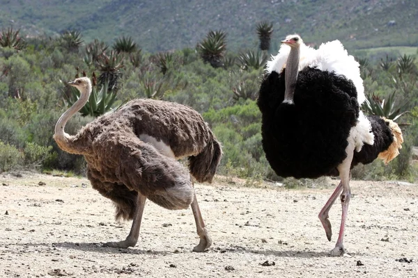 Par de criação de avestruzes — Fotografia de Stock