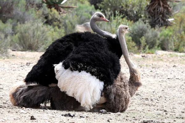 Aves de avestruz acasalamento — Fotografia de Stock