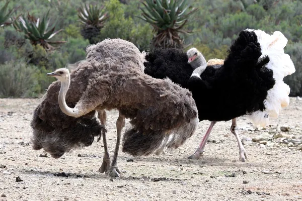 Par de criação de avestruzes — Fotografia de Stock
