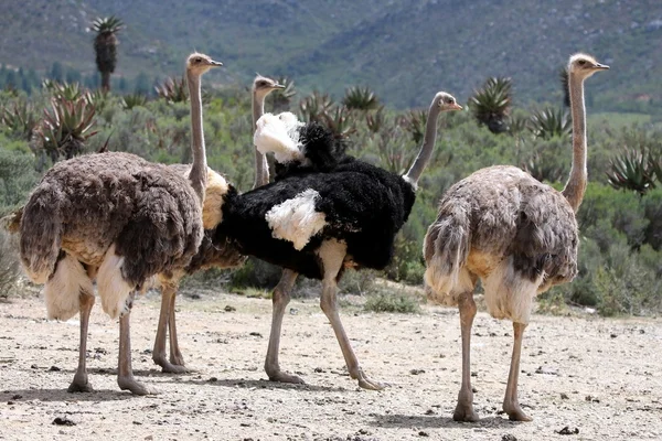 Разведение страусов — стоковое фото