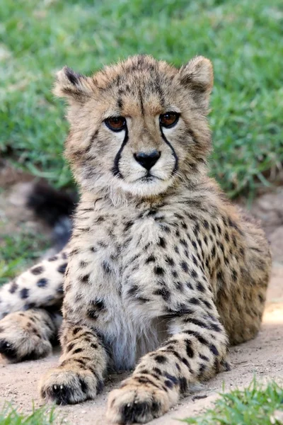 Genç cheetah kedi — Stok fotoğraf
