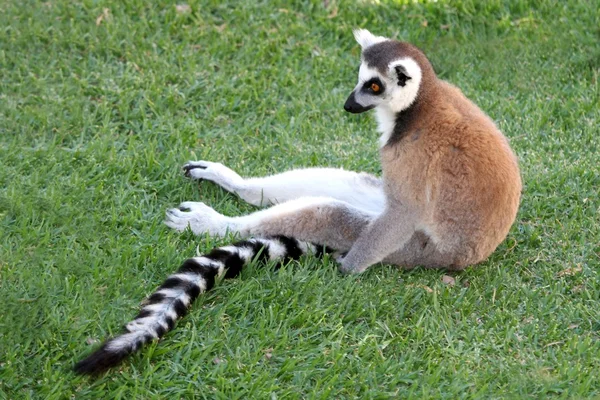 Lemur rilassante — Foto Stock