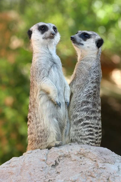 猫鼬或 suricates — 图库照片