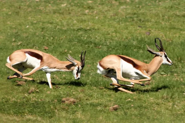 Springbuck Agresión masculina — Foto de Stock