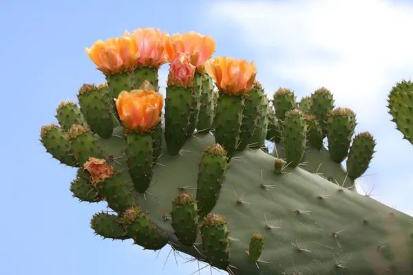 Cacto ou Pêra Espinhosa Flores — Fotografia de Stock
