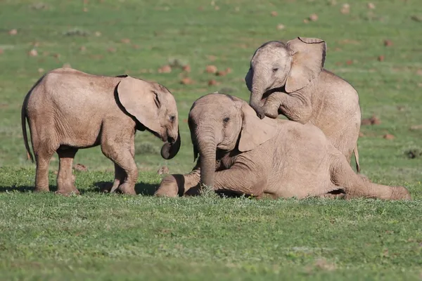 Μωρό ελέφαντες παίζοντας παιχνίδια — Φωτογραφία Αρχείου