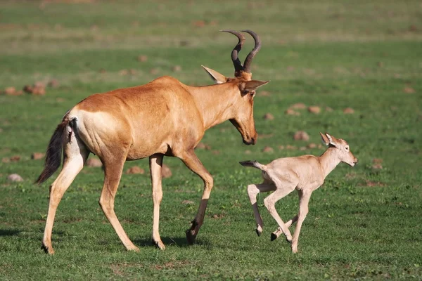 Baby rode hartebeest antelope — Stockfoto