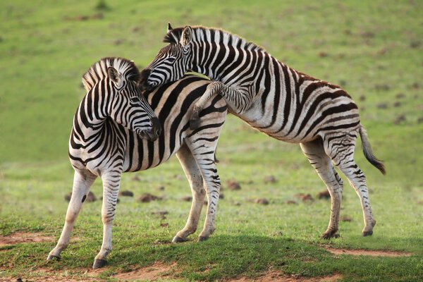 Two young zebra with one trying to mount the other