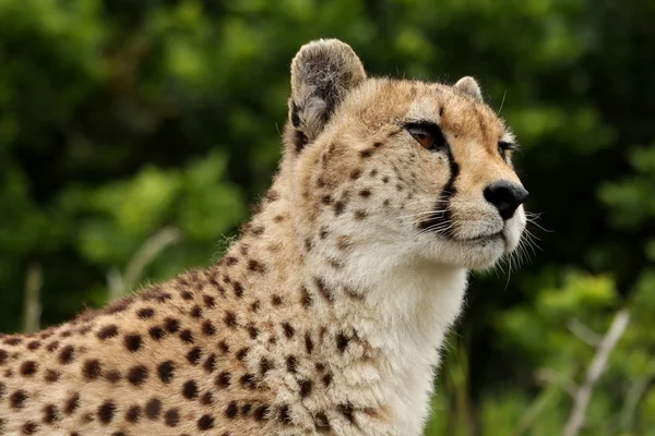 Cheetah portre — Stok fotoğraf