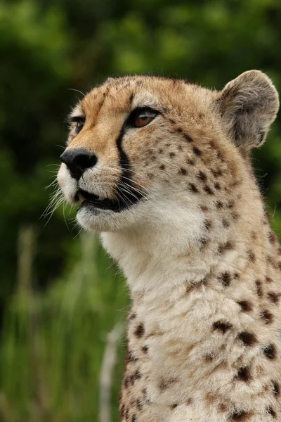 Portrett av Cheetah – stockfoto