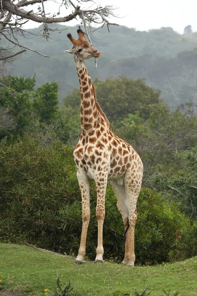 Žirafa škrábání — Stock fotografie