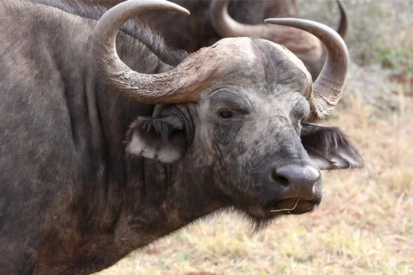 Cape buffalo — Zdjęcie stockowe
