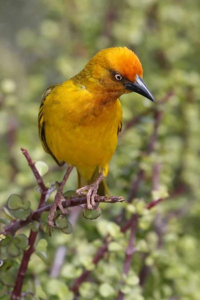 Cape weaver fågel — Stockfoto
