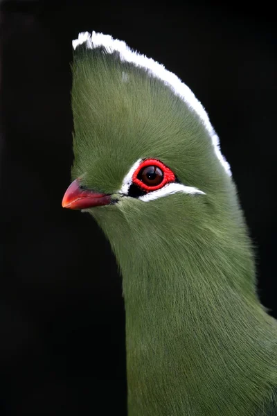 Knysna turaco oder unheimlicher Vogel — Stockfoto