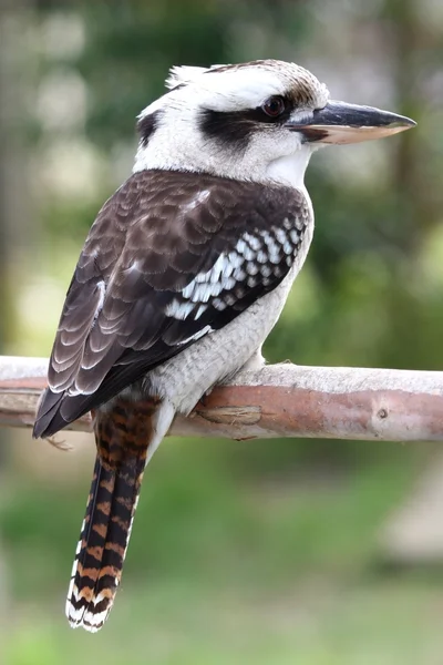 Uccello Kookaburra — Foto Stock