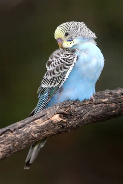 Папуги хвилясті птах — стокове фото