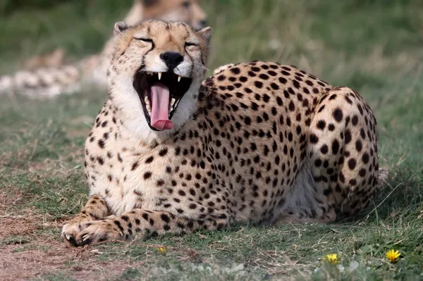 Cheetah vild katt — Stockfoto