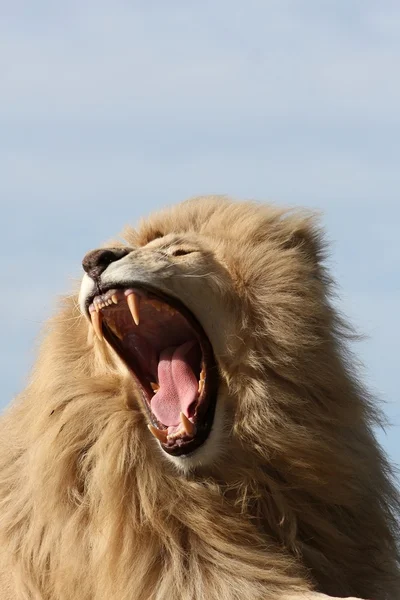 White Lion Teeth — Stock Photo, Image