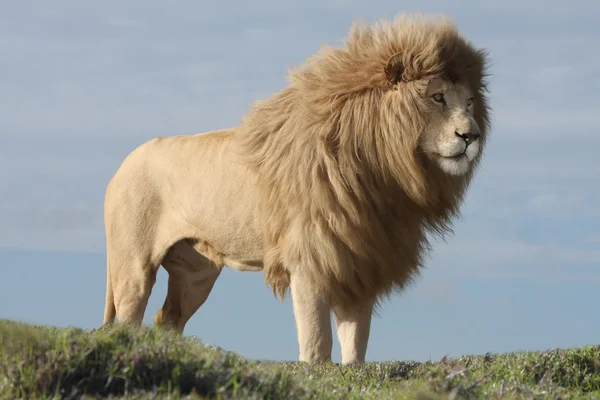 白いライオンのオス — ストック写真