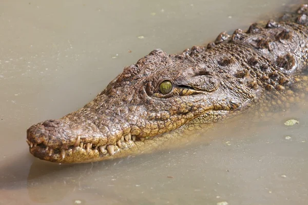 Krokodil in water — Stockfoto