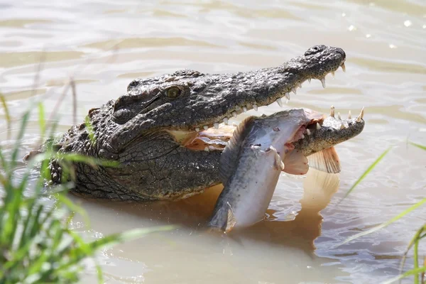 Krokodil und Fisch — Stockfoto