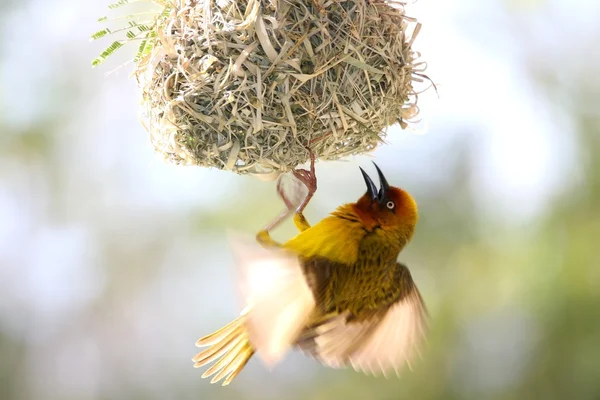 Przylądek tkacz ptaków przyciągają mate — Zdjęcie stockowe