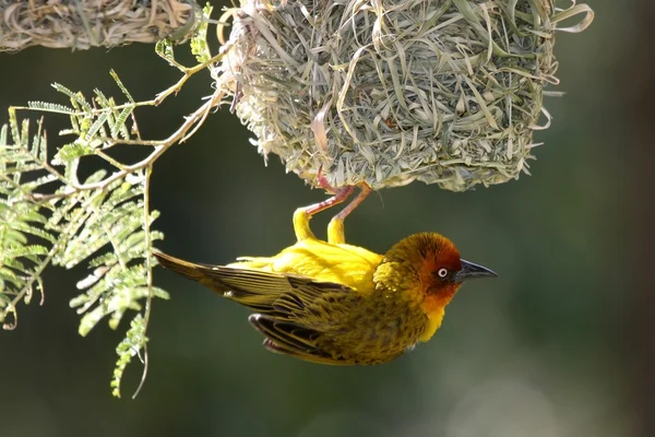 Cape Weaver Oiseau et nid — Photo
