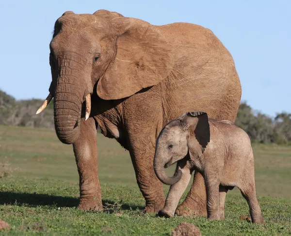 Afrikanisches Elefantenbaby und Mutter Stockbild