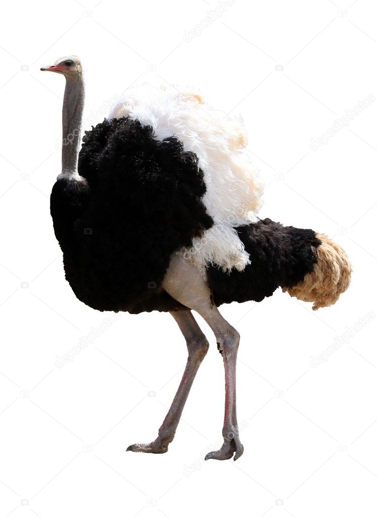 Male Ostrich Isolated