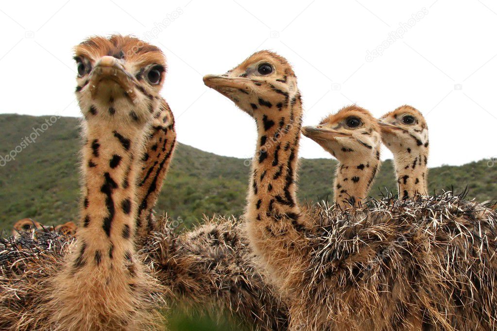 Ostrich Chicks