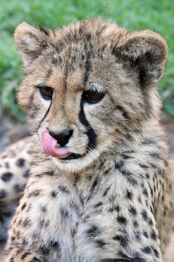 cute cheetah cub