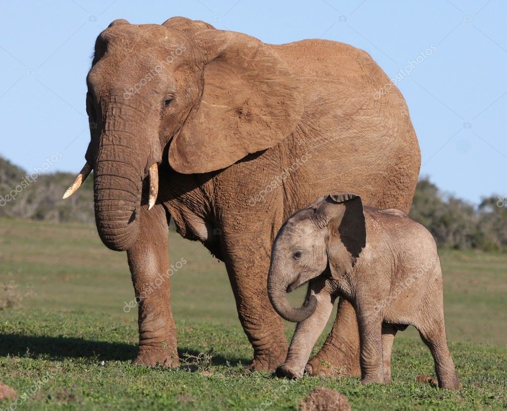 African Elephant Baby and Mom ⬇ Stock Photo, Image by © fouroaks #2307710