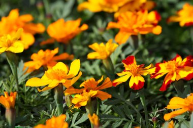 Marigold çiçek