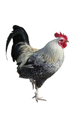 Rooster or Cock clipart