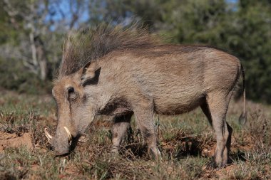 Beautiful Warthog clipart