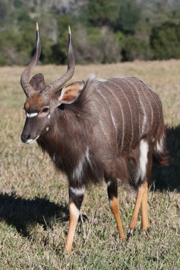 nyala antilop