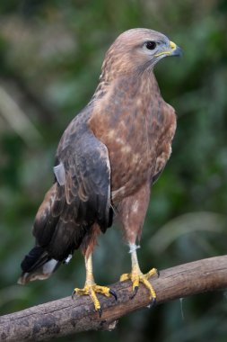 Yellow Billed Kite Bird clipart