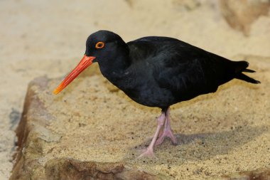 Oyster Catcher Bird clipart