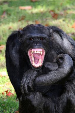 Chimpanzee Teeth clipart