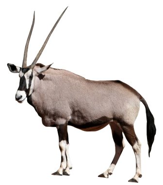 Gemsbok Antelope clipart
