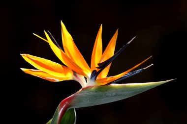 Strelitzia Bloom clipart