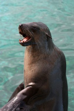 Seal with Open Mouth clipart