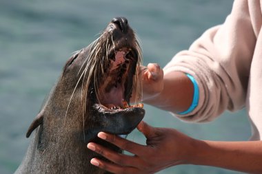 Seal Teeth clipart